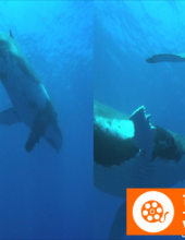 [3D高清] [2008][英国][纪录片/短片][海豚与鲸][3D左右半宽风光无限啊][1080P-4.08G][MKV]DTS