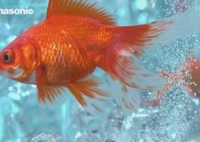 超清晰的水中金鱼动物4k视频免费下载