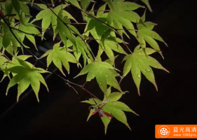 [4K] 直指庵 (皐月) 京都の庭園