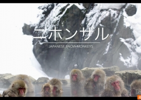 5K分辨率 日本泡温泉的猴子 Snow Monkeysin Japan 5K