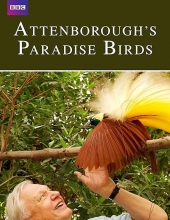 爱登堡的极乐鸟世界 Attenboroughs.Paradise.Birds.2015.1080p.WEBRip.x264-RARBG 1.12GB