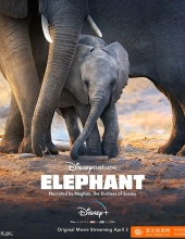 大象 Elephant.2020.1080p.WEBRip.x264-RARBG 1.63GB