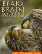 喙与脑:使用工具的鸟类 Beak.Brain.Genius.Birds.From.Down.Under.2013.DUBBED.1080p.WEBRip.x26