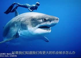 《 特使。鲨鱼》是描述海洋生物与人类的关系。。。。