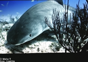 《 特使。鲨鱼》是描述海洋生物与人类的关系。。。。