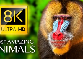 最神奇的动物8K超高清 THE MOST AMAZING ANIMALS 8K ULTRA HD【13.9GB】【01:06:48】