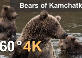 360°, 堪察加半岛的熊。坎巴尔纳亚河 Bears of Kamchatka. Kambalnaya River, 4K aerial video 558MB