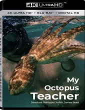 我的八爪鱼老师(港)/我的章鱼老师4k.My.Octopus.Teacher.2020.2160p.NF.WEB-DL.x265.10bit.SDR.DDP5.1-4k电影下载-7.50 GB