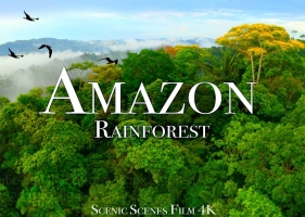 亚马逊4k—世界上最大的热带雨林第3部分—丛林之声—风景放松片-3.38GB